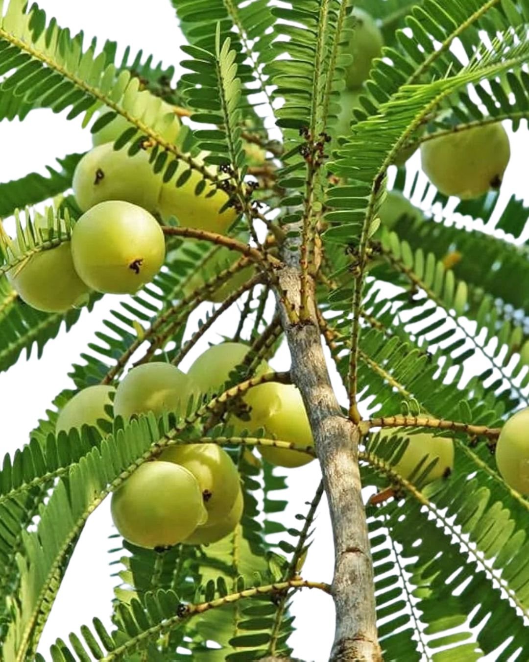 Amla Narsing